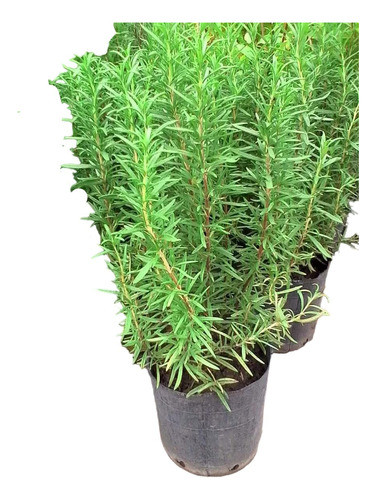 Romero - Lavanda - Cedron - Burrito Maceta 3 Litros 0