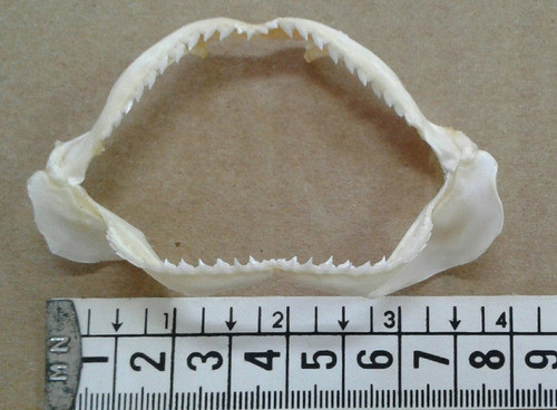 Mandíbula De Tiburón 8cm Taxidermia Pez Peces 1