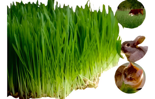 Semillas Para Sembrar Pasto De Avena Para Gatos + Regalos 0