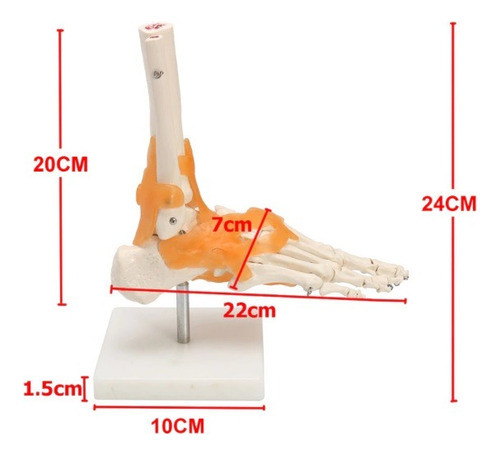 Modelo Anatomico Del Pie Humano Con Ligamentos 1