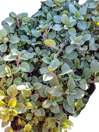 Promo Cajon 15 Plantas Orégano - Menta - Tomillo - Perejil 0
