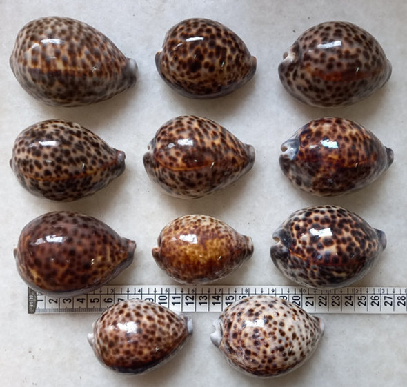 Caracol Marino Concha Buzios Blanco Tigre Cypraea Baño 1
