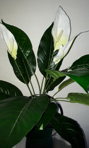 Plantas De Interior Artificiales - Anturio Blanco De 68 Cm 0
