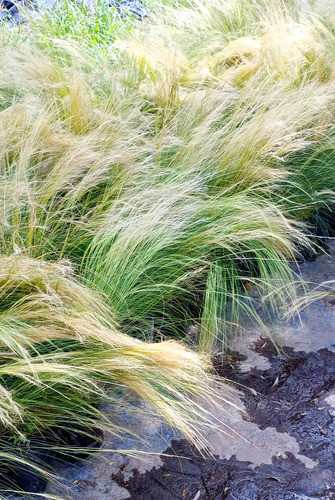 Stipa , 10 Plantas 1
