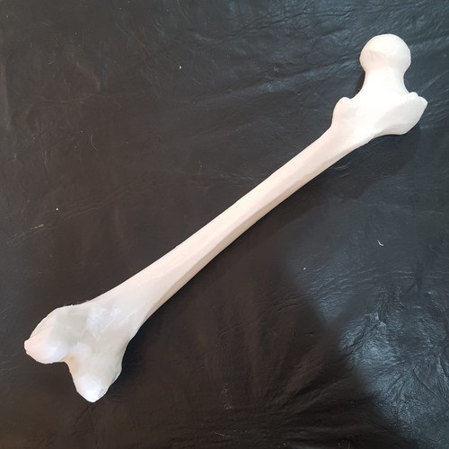 Femur Anatomia Humana Impresion 3d 1