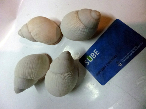 Caracoles Boca Rosada Lotex20 Megalobulimus Oblongus 0