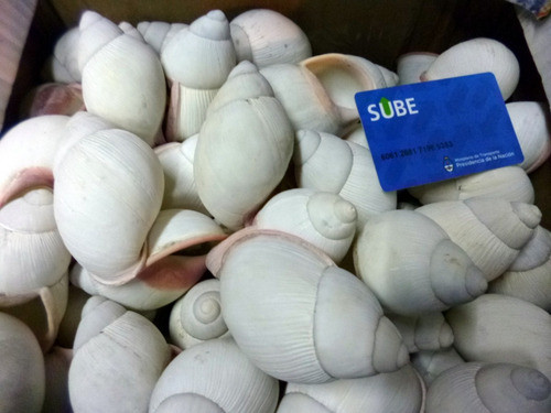 Caracoles Boca Rosada Lotex20 Megalobulimus Oblongus 1