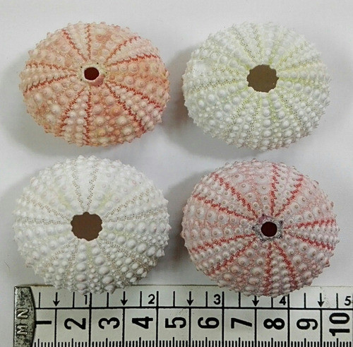 Erizo Marino Caracol Concha Pez Pecera Baño 1