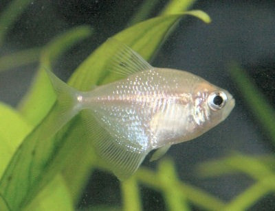 Monjita Albina Surtida Por Mundo Acuatico 1