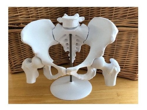 Pelvis Femenina Medicina Digital Jmc 3d 1