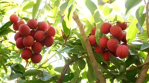 Plantas De Litchi 1