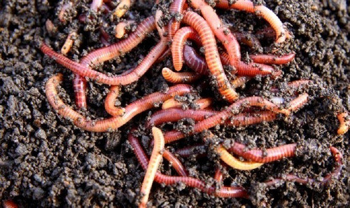 Núcleo Lombrices Rojas Californianas X 150 (zona Moreno) 0