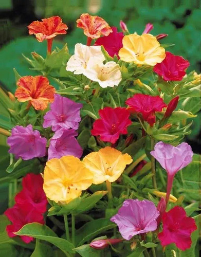 Semillas De Bella De Noche - Mirabilis Jalapa 0
