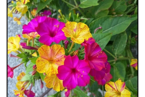 Semillas De Bella De Noche - Mirabilis Jalapa 1