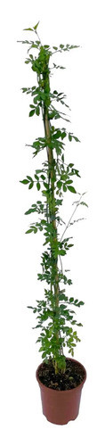 Planta Jazmín Del País - Trepadora - Ideal Exterior 0