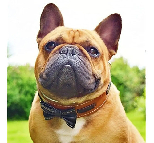 Bestia Bowtie Perro Collar Piel Bulldog Deisgn 2 Pulgadas Am 1