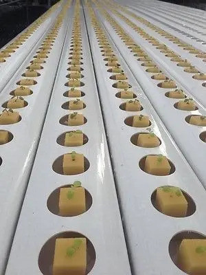 Espuma Pu - Germinacion Y Esqueje 4x4x5cm-30un 1