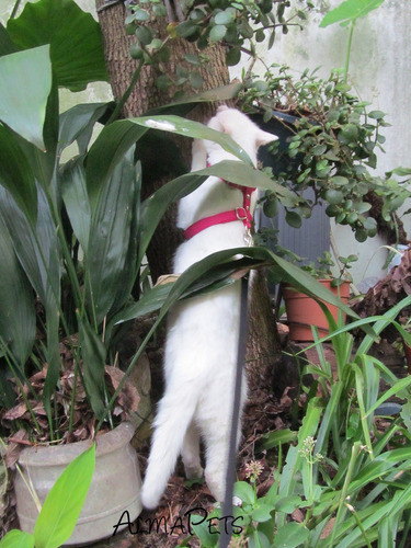 2 Arnes Pretal Reg Gatos Anti-escape + Correa 10m  P/2 Gatos 1