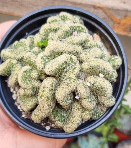 Cactus Mammillaria Elongata Crestada Cerebo M10 1