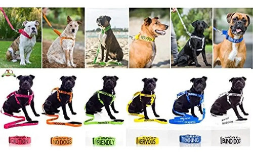 El Perro De Terapia Limitada Dexil Codificado En Color Azul 1