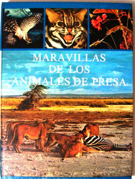 Animales De Presa Tigre Leon Africa Lince Serpientes Leopard 0 Animales De Presa Tigre Leon Africa Lince Serpientes Leopard 0