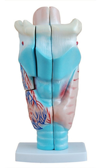 Modelo De Laringe Magnificada 3 Veces Su Tamaño, Disectible. 0