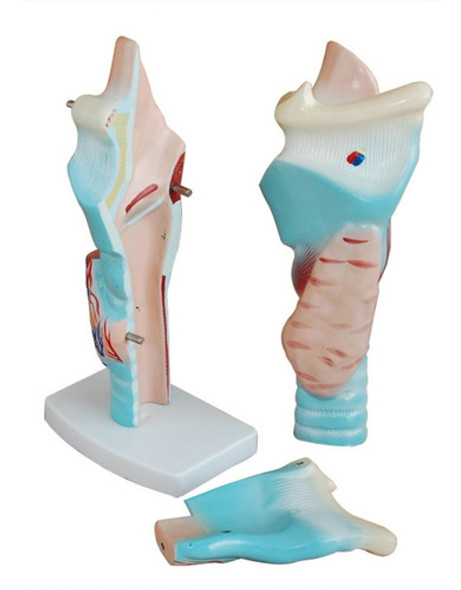 Modelo De Laringe Magnificada 3 Veces Su Tamaño, Disectible. 1