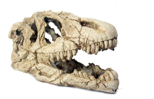 Cráneo De Dinosaurio De Resina Adorno Acuario Pecera 0 Cráneo De Dinosaurio De Resina Adorno Acuario Pecera 0