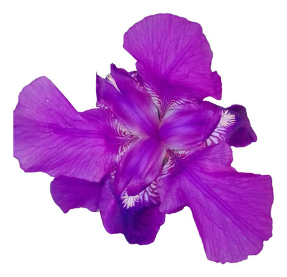 Bulbos Iris Sibirica 0