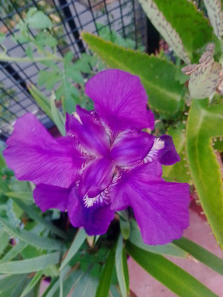 Bulbos Iris Sibirica 1