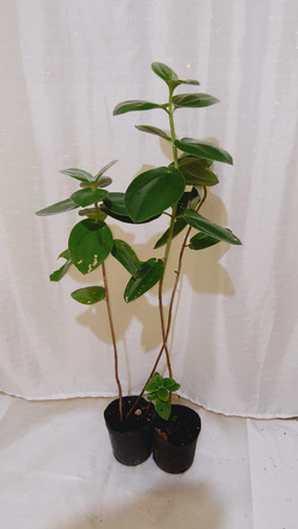 Tibouchinas Plantines 1