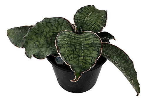 Planta Interior Coleccion Sanseviera Fisheri Maceta Nro11 0