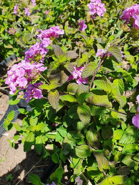 Lantanas Violetas, Arbustivas O Rastreras 1 Lantanas Violetas, Arbustivas O Rastreras 1