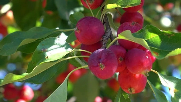 Manzanos , Árboles Frutales  ( Malus Sylvestris) 1
