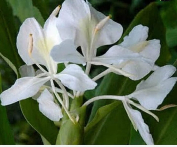 Caña De Ambar, Mac 10 Lts 1