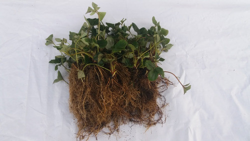 15 Plantines De Frutilla Orgánica, Ricas! Envío A Coordinar 0