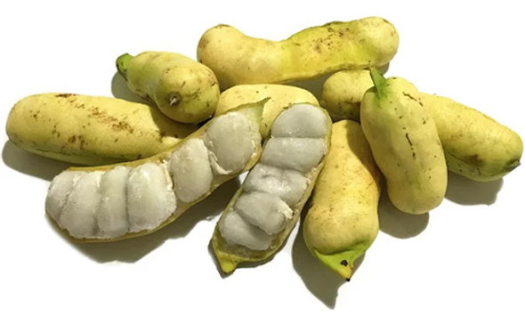 Planta De Ingá Banana (ingá Laurina) - Frutal Nativo!! 0