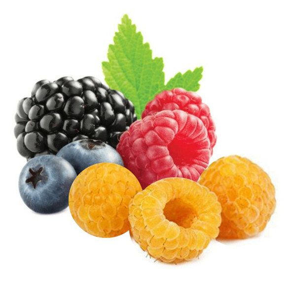 Combo Planta 4 Frutos Rojos Frambuesas, Blackberry, Arandano 0