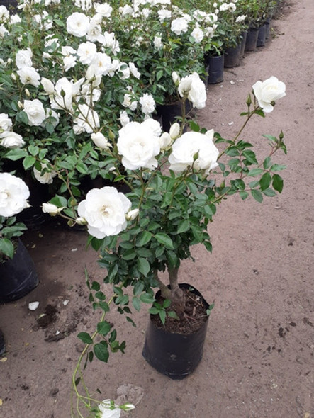 Rosal Alba Garcia, Rosal Blanco, Rosa Perfumada 1