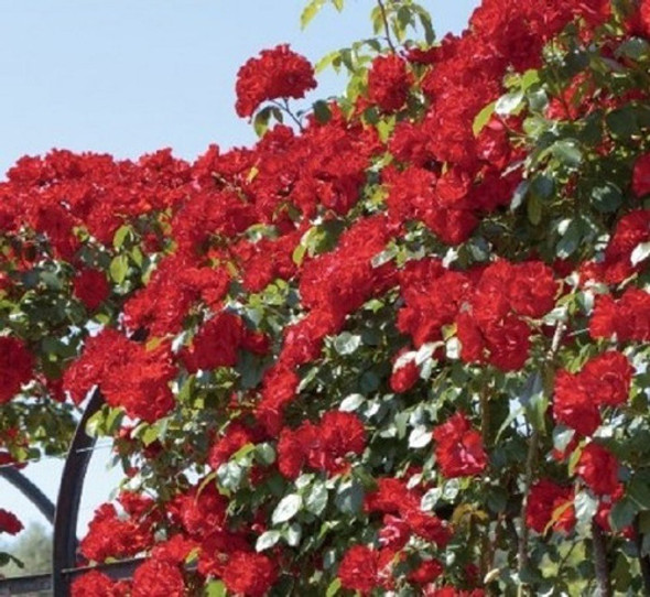 Rosal Trepador 7 Hermanas Decojardin Vivero A Tu Medida 1