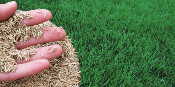 Semilla Raigras Perenne Profesional Césped Rinde 500 A 800m2 0