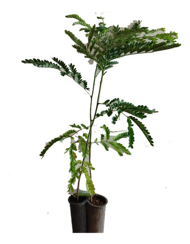 Plantines De Cañafistula X 10unidades 0