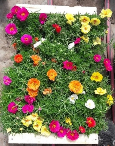 Planta De Portulaca Flor Deco Jardín Sol 1 Planta De Portulaca Flor Deco Jardín Sol 1