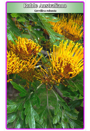 Semillas De Grevillea Robusta O Roble Australiano 0