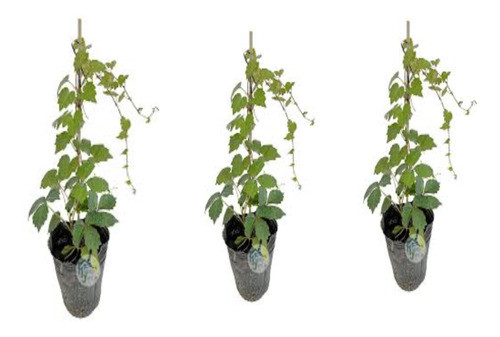 Enredadera Ampelopsis (3plantas) M U Y  L I N D A S 0