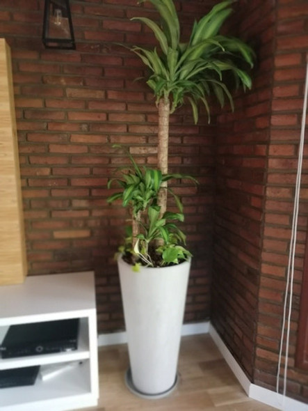 Plantas De Interior Grandes Ejemplares 1
