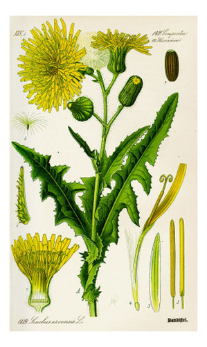 Cerraja - Botánica - Otto Wilhelm Thomé - Lámina 45x30 Cm. 0