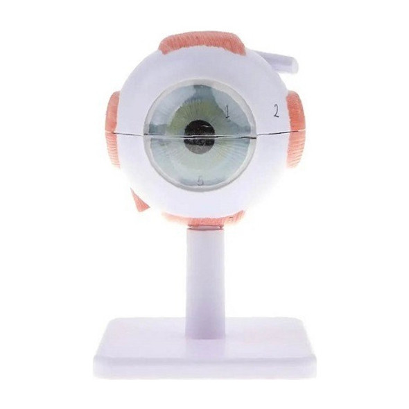 Modelo Del Ojo Humano Aumentado 3 Veces Medicina Oftalmologo 0