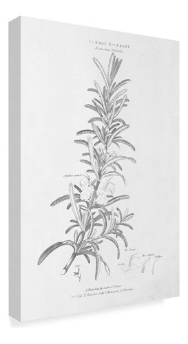 Marca De Fabrica De Arte De La Bella Arte De La Manzana Salv 1