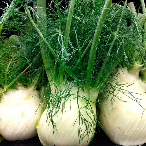 Semillas Orgánicas Hinojo, Florence 0